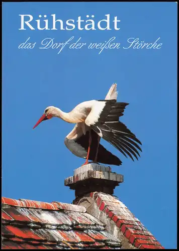 Tiere: Störche, RÜHSTÄDT Elbe Das Storchenreichste Dorf Deutschlands 2002