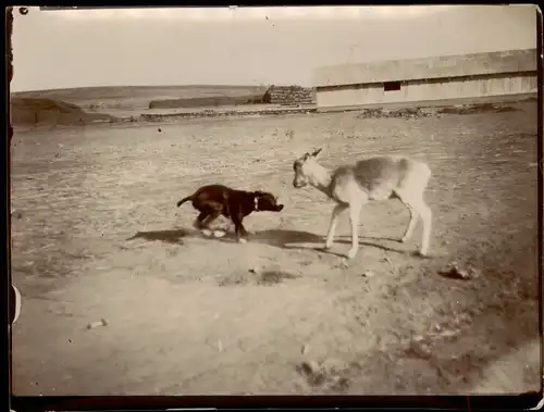 Foto .Russland Tiere am Grenzbahnhof - China 1905 Privatfoto Foto
