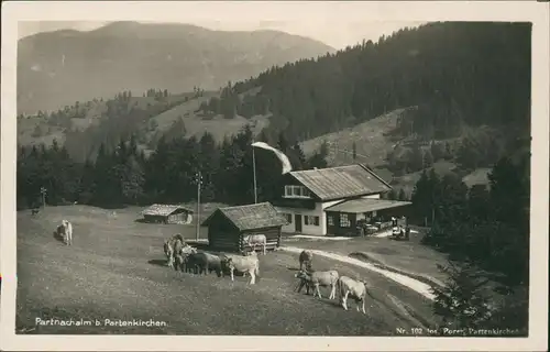 Ansichtskarte Garmisch-Partenkirchen Partnachalm - Kühe 1931