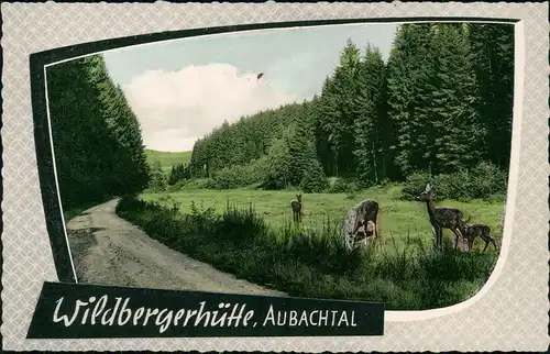 Ansichtskarte Wildbergerhütte AUBACHTAL, Weg - Rehe 1963