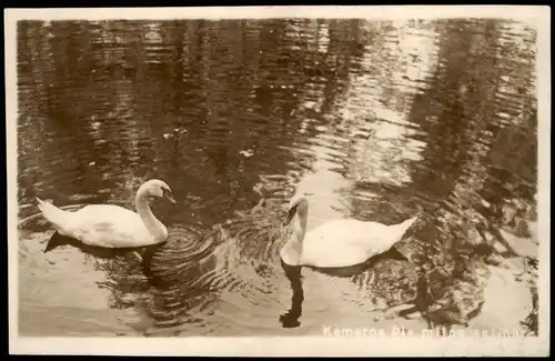 Foto  Tiere Schwäne Kemeros Ple milas salinas 1930 Privatfoto Foto