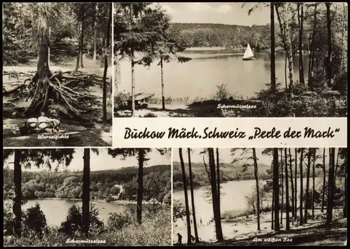 Buckow (Märkische Schweiz) Scharmützelsee, Wurzelfichte, Am weißen See 1974