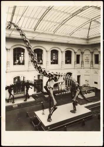 Mitte-Berlin Museum für Naturkunde - Paläontologisch  Riesensaurierskelett 1977