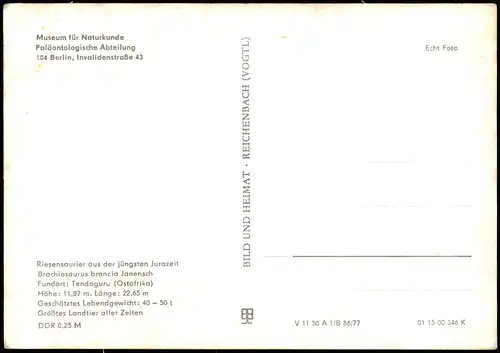 Mitte-Berlin Museum für Naturkunde - Paläontologisch  Riesensaurierskelett 1977