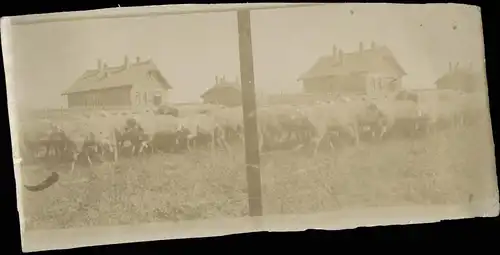 .Russland Rußland Россия Herde vor Haus 1905 Privatfoto Foto