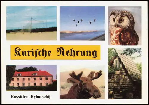 Rositten (Ostpreußen) Рыбачий Kurische Nehrung MB Vogelwarte 1994