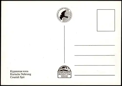 Rositten (Ostpreußen) Рыбачий Kurische Nehrung MB Vogelwarte 1994