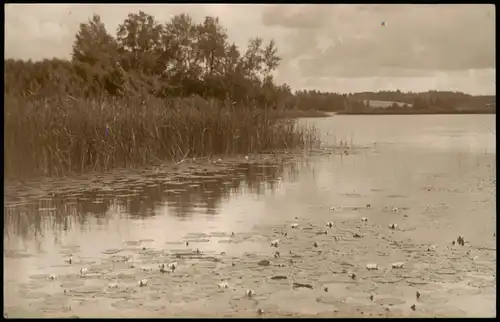 Foto Liezēre Latvia Seerosen auf dem See 1936 Foto