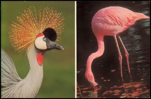Ansichtskarte Geiselwind Freizeit-Land Geiselwind Kronenkranich Flamingo 1978