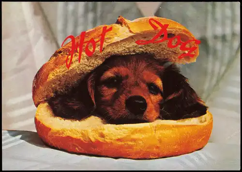 Ansichtskarte  Scherzkarte Hot Dog Hund im Brötchen 1979