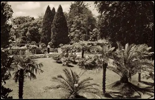 Ansichtskarte Insel Mainau-Konstanz Insel Mainau. Palmenhain 1962