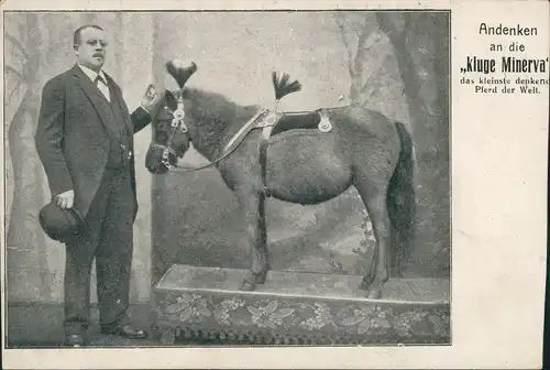 Kuriositäten Andenken die kluge Minerva das kleinste denkend Pferd  Welt. 1911