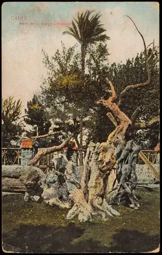 Ansichtskarte  Arbre de la Vierge à Matarieh CAIRE Fauna & Pflanzen 1910