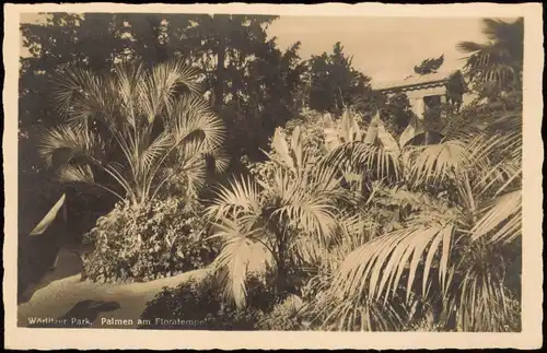 Wörlitz-Oranienbaum-Wörlitz Wörlitzer Park Palmen am Floratempel 1934