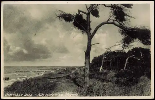 Postcard Treptower Deep / Regamünde Mrzeżyno Kiefern am Strand 1938