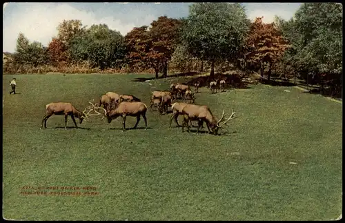 Postcard Manhattan-New York City ZOOLOGICAL PARK 1922