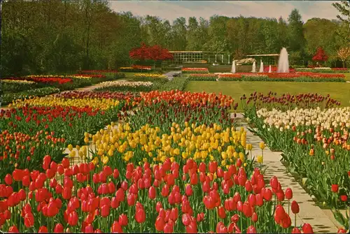 Postkaart Lisse KEUKENHOF LISSE-HOLLAND, Blumen & Pflanzen 1964