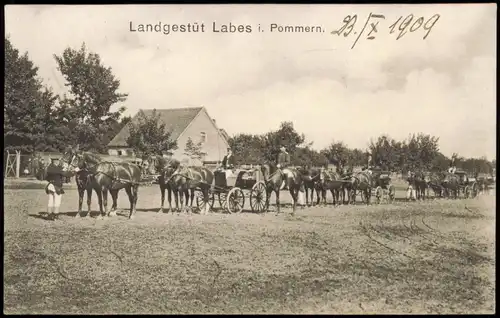 Postcard Labes Łobez Landgestüt Pferde 1909