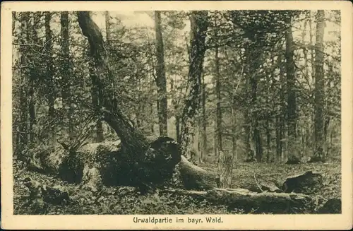 Ansichtskarte .Bayern Urwaldpartie im bayrischen Wald. 1917