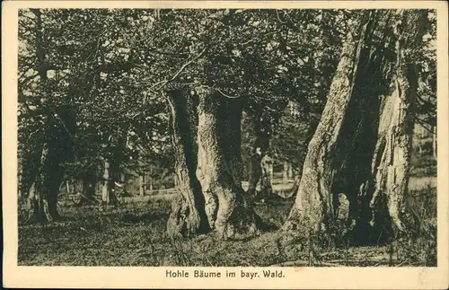 Ansichtskarte Zwiesel Hohle Bäume im bayrischen Wald. 1922