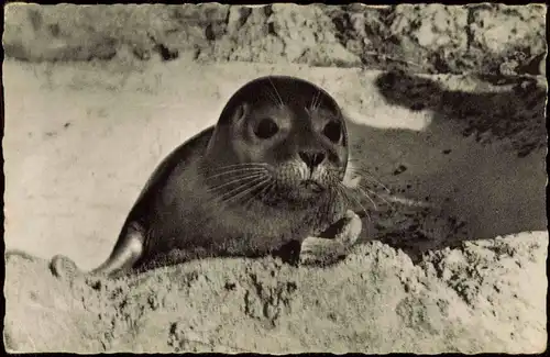 Ansichtskarte Wyk (Föhr) INSEL FÖHR Seehund am Strand 1960