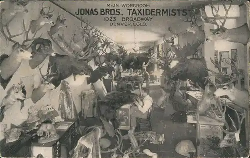 Postcard Denver JONAS BROS., TAXIDERMISTS MAIN WORKROOM BROADWAY 1920