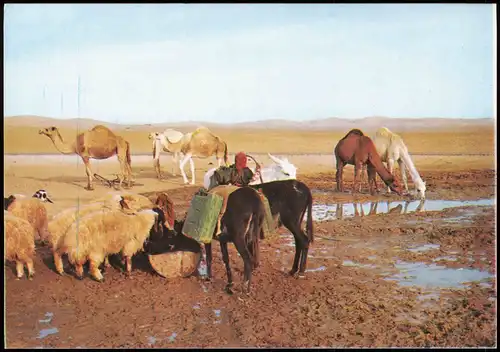 Postcard .Israel JUDEAN DESERT NEAR THE WELL IN THE DESERT 1980