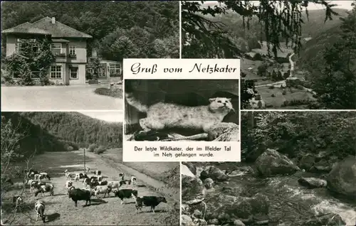 Netzkater Gruß vom Netzkater Der letzte Wildkate im Ilfelder Tal 1972