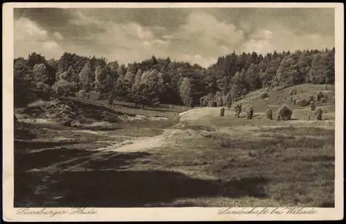 Ansichtskarte .Niedersachsen Lüneburger Heide Landschaft bei Wilsede 1928