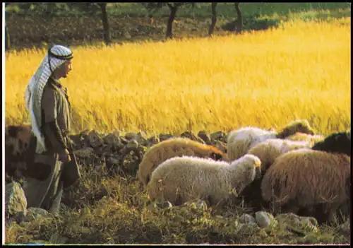 Bethlehem בֵּית לֶחֶם بيت لحم Umland-Ansicht SHEPHERD'S FIELD, Schafe Hirte 1975