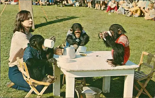 Ansichtskarte  Tiere - Affen, Monkey CHIMPS TEA PARTY, FLAMINGO PARK 1960