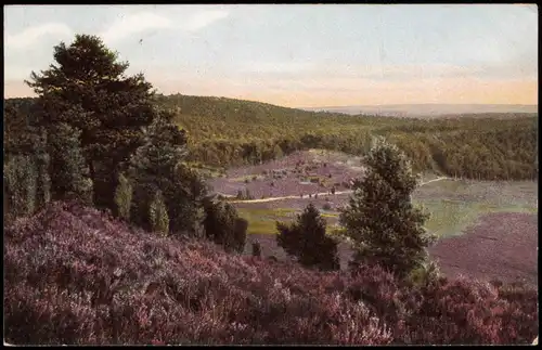 Ansichtskarte  Lüneburger Heide Photochromie Stimmungsbild 1916  gel Feldpost