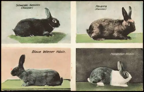 Ansichtskarte  Hasen 4 Bild Tiere Rammler und Häsin 1913