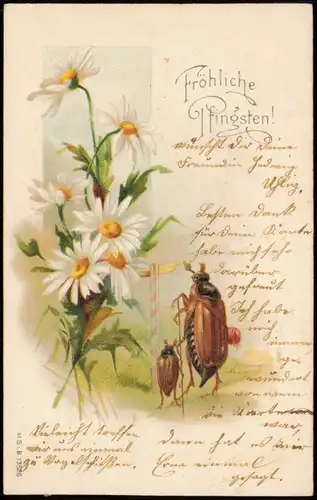 Ansichtskarte  Glückwunsch: Pfingsten Kamille Pfingstkäfer 1906 Prägekarte