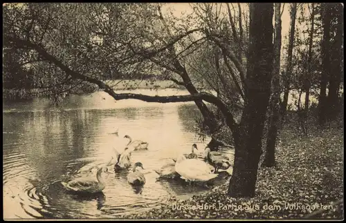 Ansichtskarte Düsseldorf Parkanlagen Schwäne Volksgarten 1916   1.WK Feldpost