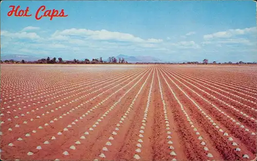 Postcard Phöenix Phoenix Hot Caps Tomato Plants - Arizona 1969