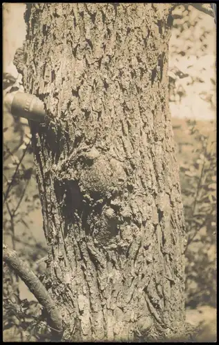 Militär/Propaganda 1.WK (Erster Weltkrieg) Granate im Baum 1916 Privatfoto
