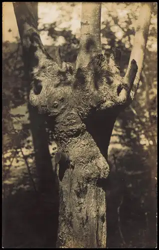 Foto  Militaria WK1 Geschoss in Baum steckend 1916 Privatfoto Foto