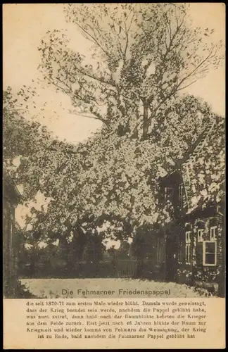 Ansichtskarte Fehmarn (Insel) Die Fehmarner Friedenspappel 1916