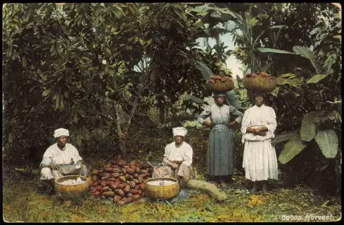Jamaika   Jamaica Jamaica Einheimische bei der Ernte, Cocoa Harvest 1910