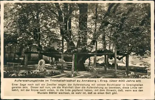 Ansichtskarte Annaberg-Buchholz Auferstehungslinde im Trinitatisfriedhof 1941