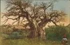 Affenbrotbaum Karawanenweg Njassase  Kilossa Deutsch-Ost-Afrika Kolonie 1910