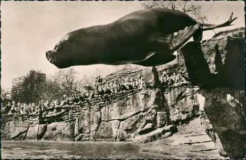 Tiergarten-Berlin Zoologischer Garten Mähnenrobbenbulle Moritz 1964