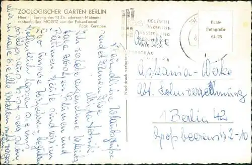 Tiergarten-Berlin Zoologischer Garten Mähnenrobbenbulle Moritz 1964