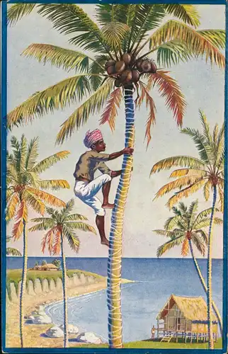 Werbe-Karte Palmin COCOS-SPEISEFETT, Niederländisch-Indien Ernte Kokosnüsse 1910
