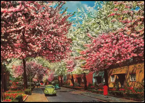 Ansichtskarte Berlin Baumblüte in Britz, Autos Volkswagen VW Käfer 1970