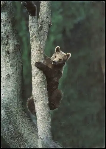.Bayern Nationalpark Bayerischer Wald Bär klettert am Baum 1990