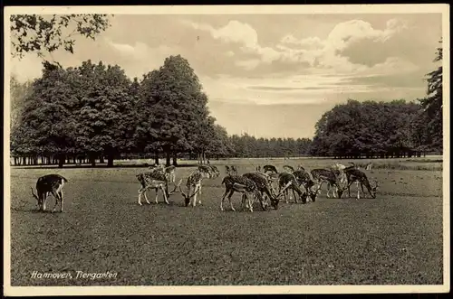 Ansichtskarte Hannover Tiergarten - Hirsche 1936