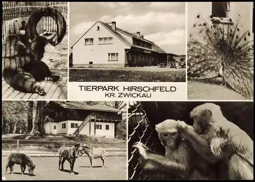 Voigtsgrün-Hirschfeld Tierpark Hirschfeld Affen Bär Pfau Pferde 1977