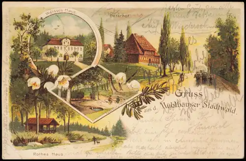 Litho AK Mühlhausen (Thüringen) Gruss aus... Stadtwald mit Peterhof 1897